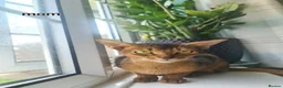 Abyssinian cats for sale: One beautiful Abyssinian boy - Advert 21