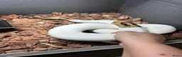 Python Snake reptiles for sale: Beautiful female Pied Royal python.  - Advert 4