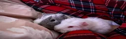Guinea Pig rodents for sale: Klaus and Ernie  - Advert 1