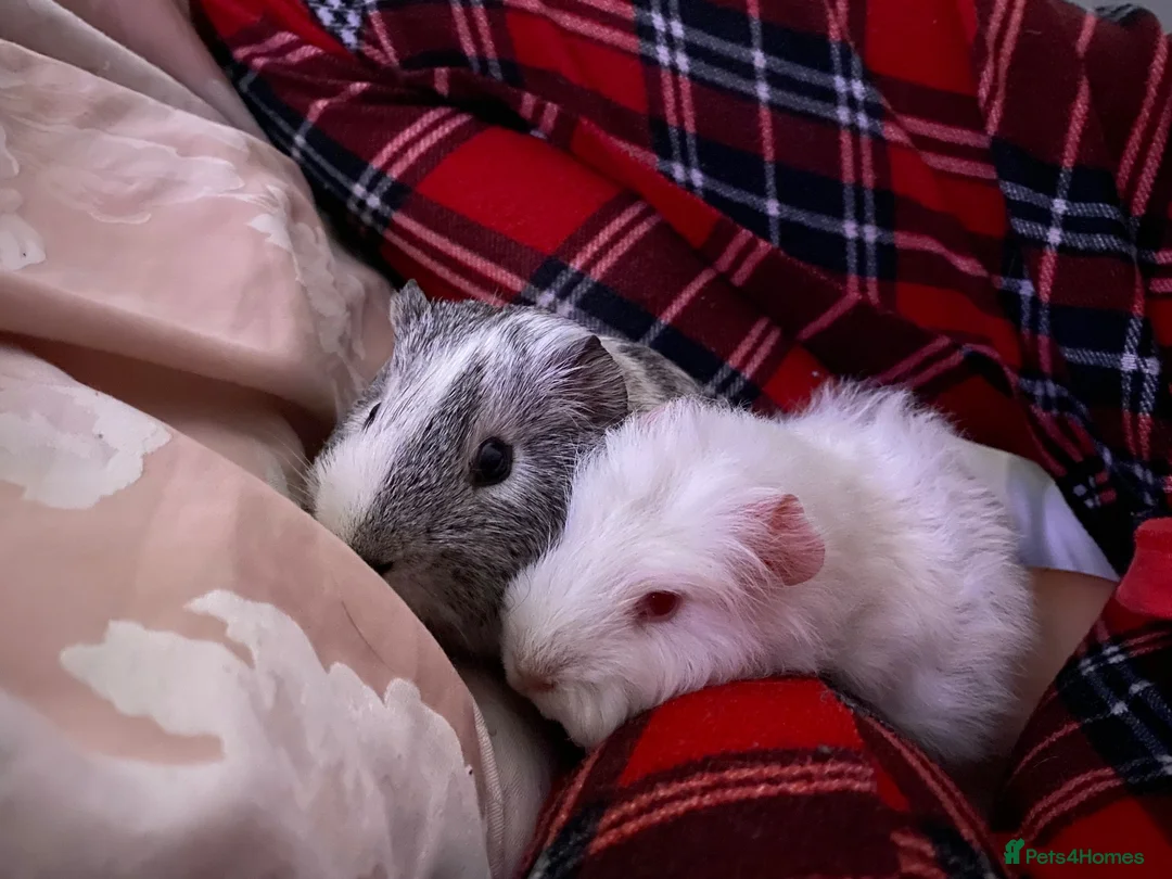 Guinea Pig rodents for sale: Klaus and Ernie  - Advert 1