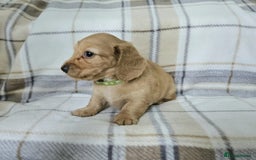 Miniature Dachshund dogs for sale: Beautiful long haired mini dachshunds  in Peterborough - Image 4