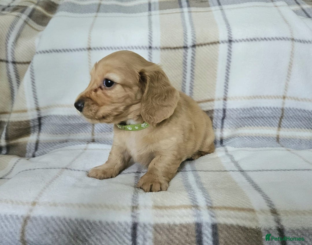 Miniature Dachshund dogs for sale: Beautiful long haired mini dachshunds  in Peterborough - Image 4