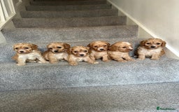 Cavapoo dogs for sale: Wonderful beautiful f1 champagne cavapoo babies  - Image 2