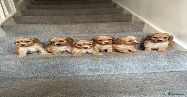 Cavapoo dogs - Advert 13