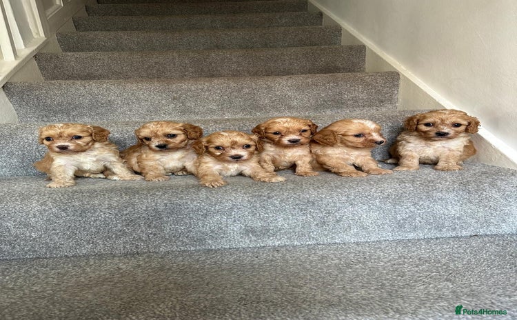 Cavapoo dogs - Advert 1