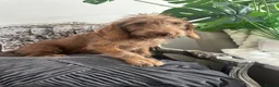 Australian Labradoodle dogs for sale: Australian labradoodle last boy reduced ready now  - Advert 15
