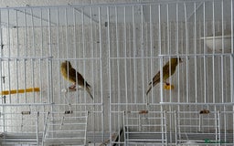 Canaries birds for sale: Canaries available  - Image 6