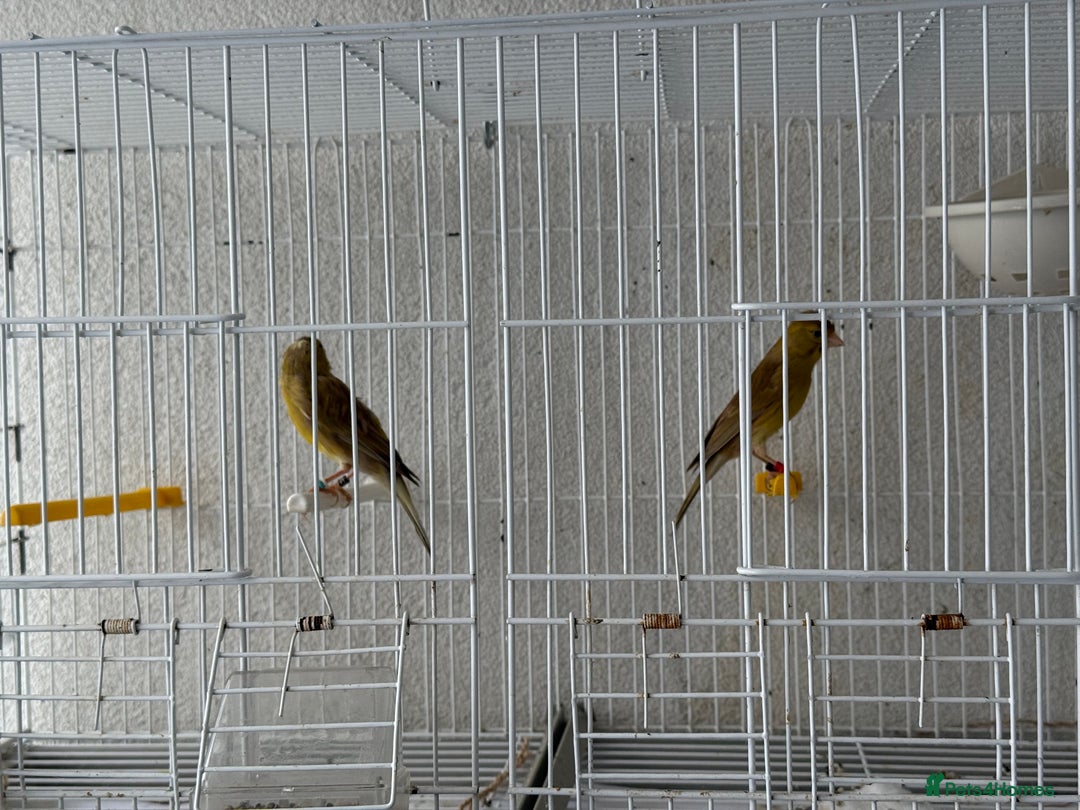 Canaries birds for sale: Canaries available  - Image 6