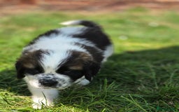 Saint Bernard dogs for sale: Saint bernard puppies READY END OF NEXT WEEK - Image 21