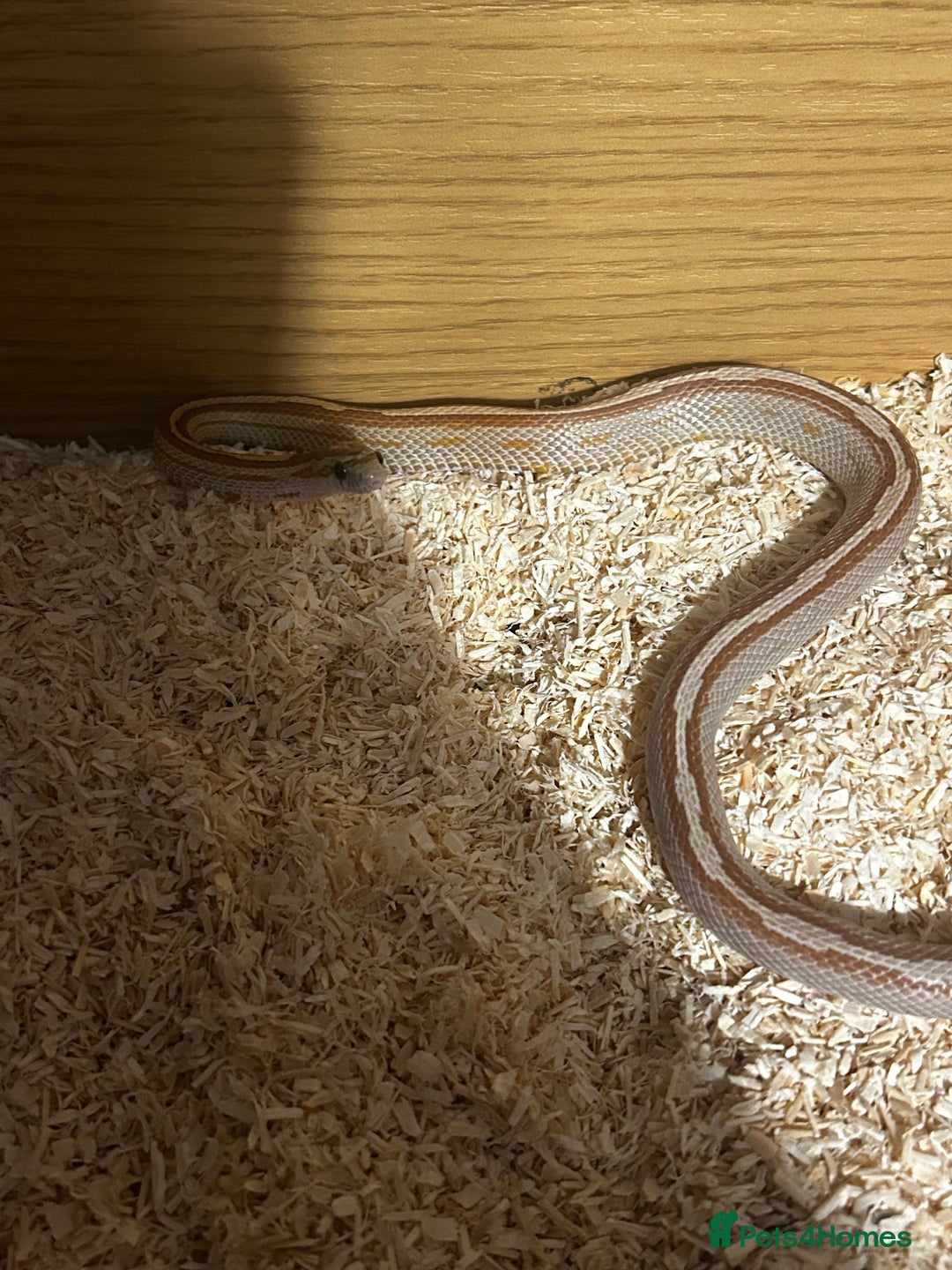Corn Snake reptiles for sale: Elio the Strawberry ultra motley corn snake  - Advert 2