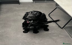 Mixed Breed dogs for sale: Irish cocker - Image 2