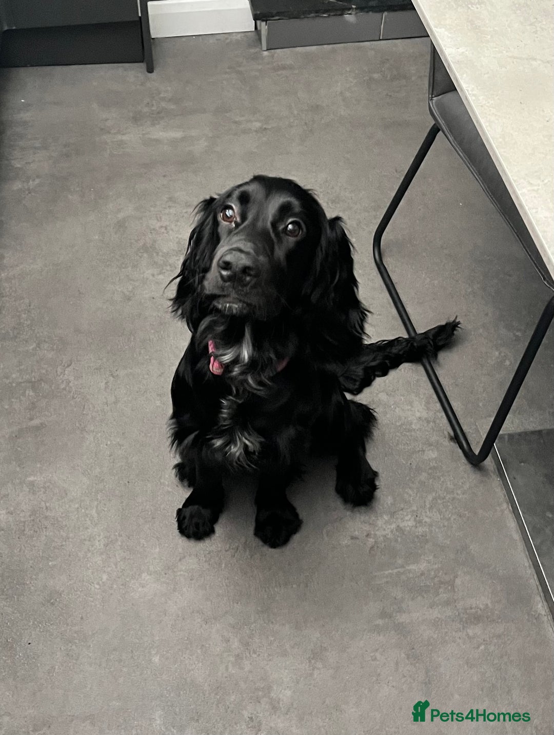 Mixed Breed dogs for sale: Irish cocker - Image 2