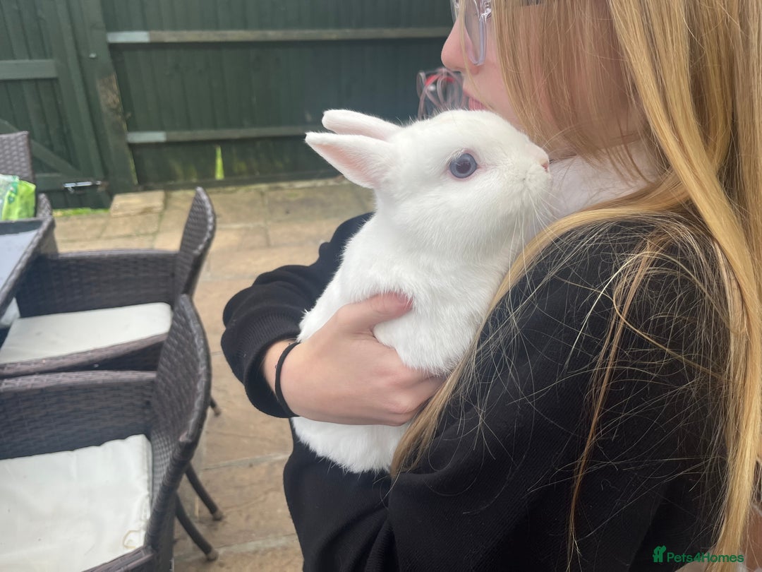 Netherland Dwarf rabbits for sale: Adult bunnies for sale - Image 7