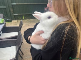Netherland Dwarf rabbits - Advert 7