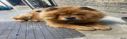 Chow Chow dogs for sale: Chow chow puppies  - Advert 2