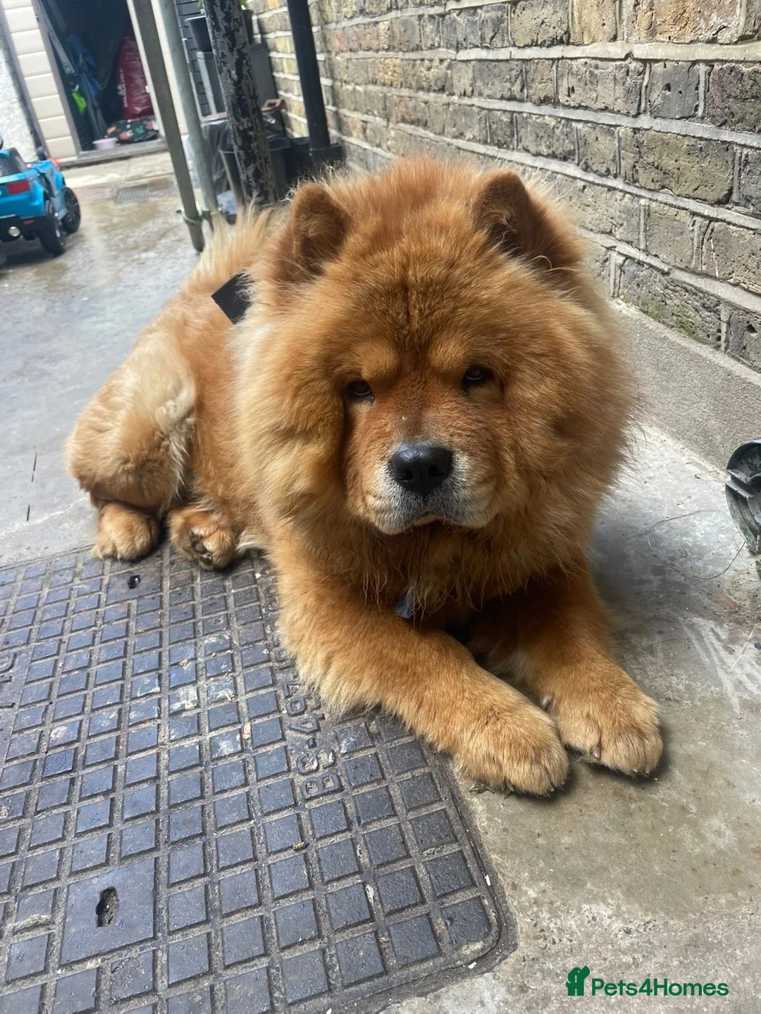 Chow Chow dogs for sale: Chow chow puppies  - Advert 2