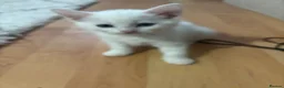 Mixed Breed cats for sale: Mixed breed kittens 8 weeks old  - Advert 5