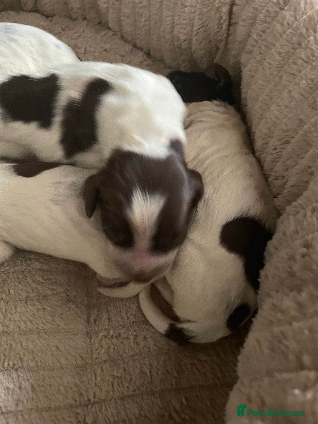 Sprocker dogs for sale: Sprocker puppys - Image 4
