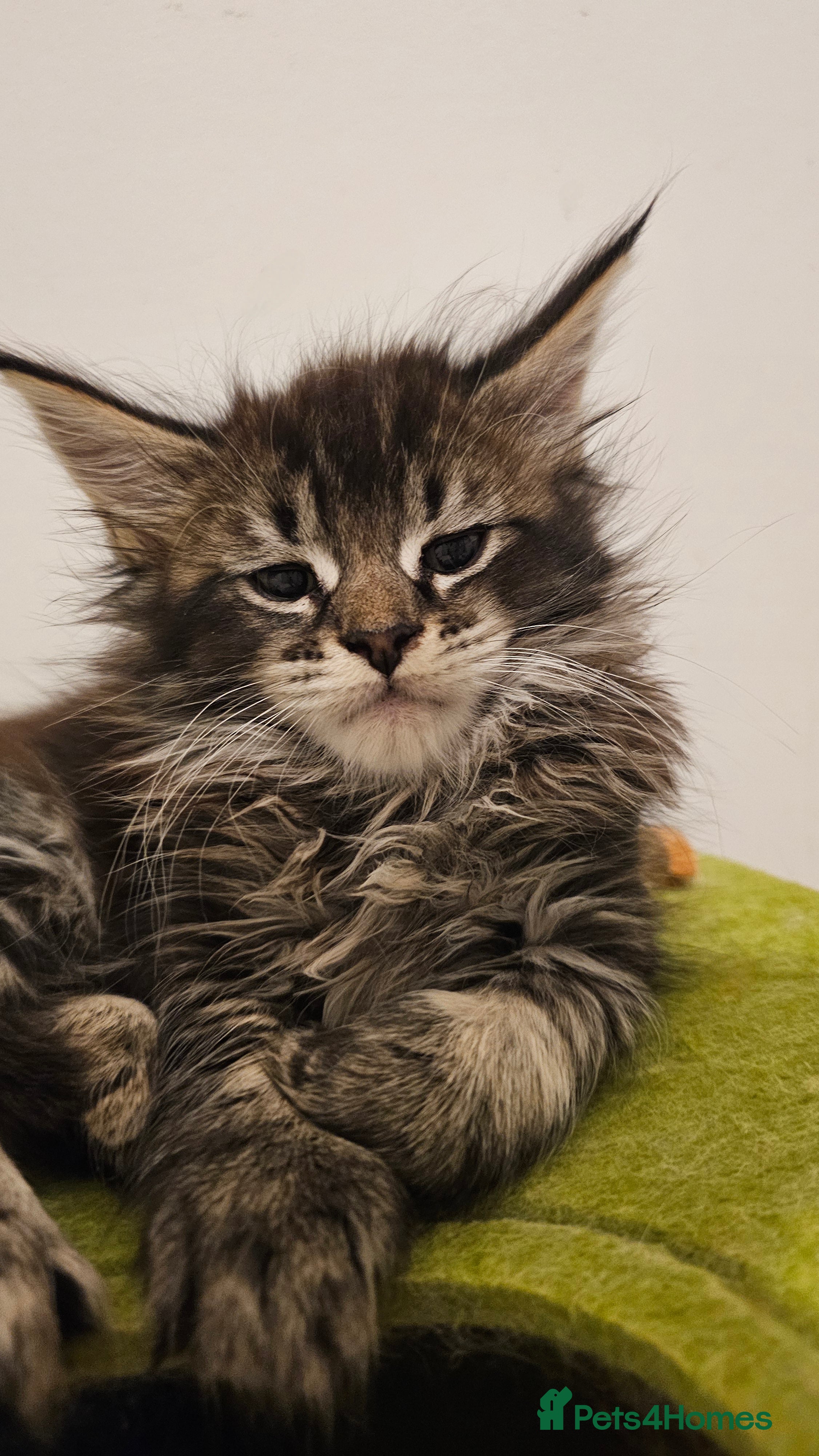 Maine Coon cats Registered maine coon babies - Advert 17