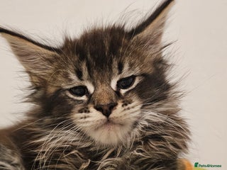 Maine Coon cats Registered maine coon babies - Advert 17