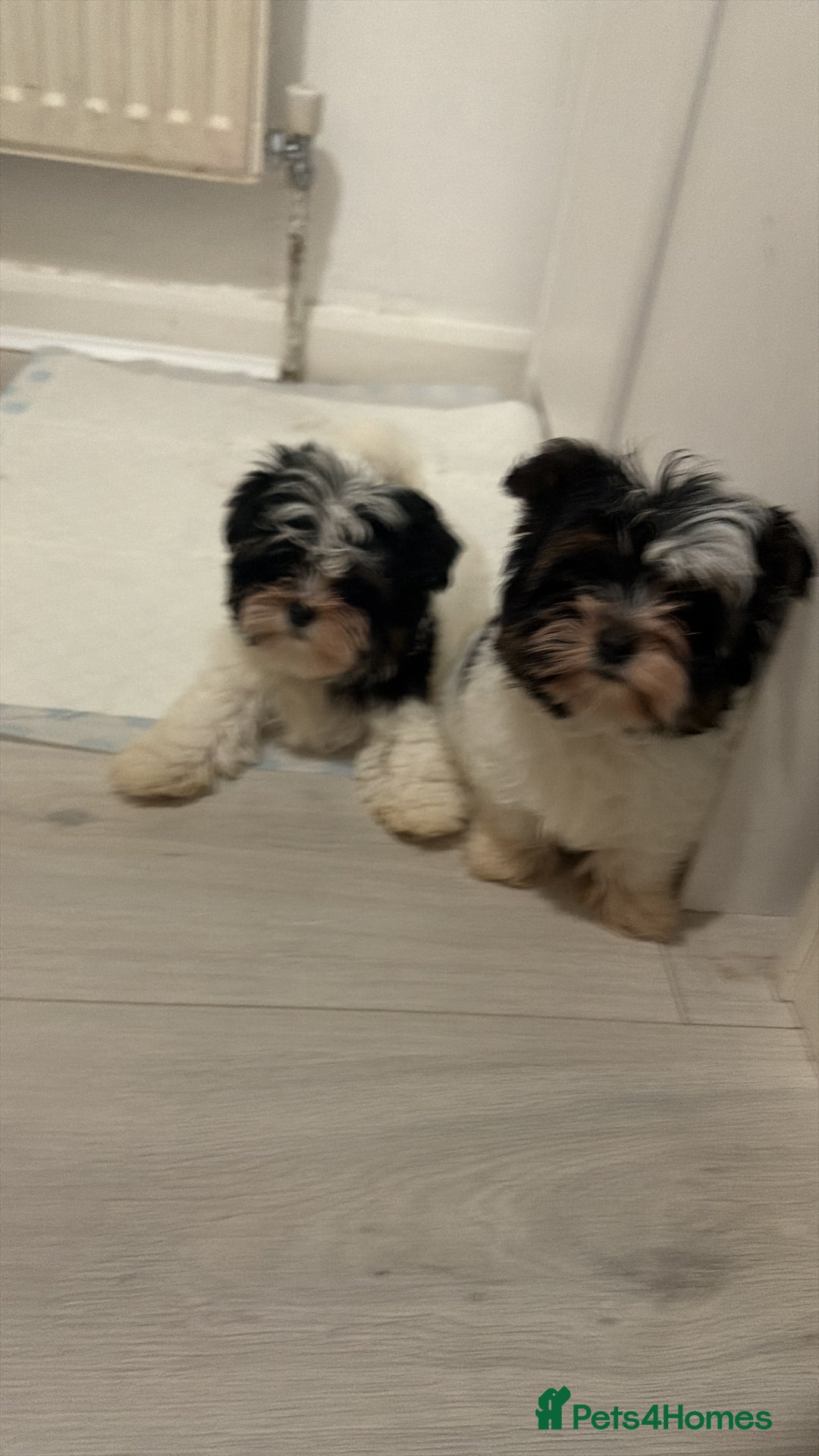 Yorkshire Terrier dogs for sale: Brewer terriers  - Advert 3