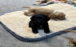 Cocker Spaniel dogs for sale: Beautiful show type puppies  - Image 23