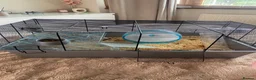 Hamster rodents for sale: Russian dwarf hamster! - Advert 4