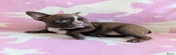 Boston Terrier dogs for sale: KC Registered Boston Terrier pups  - Advert 12