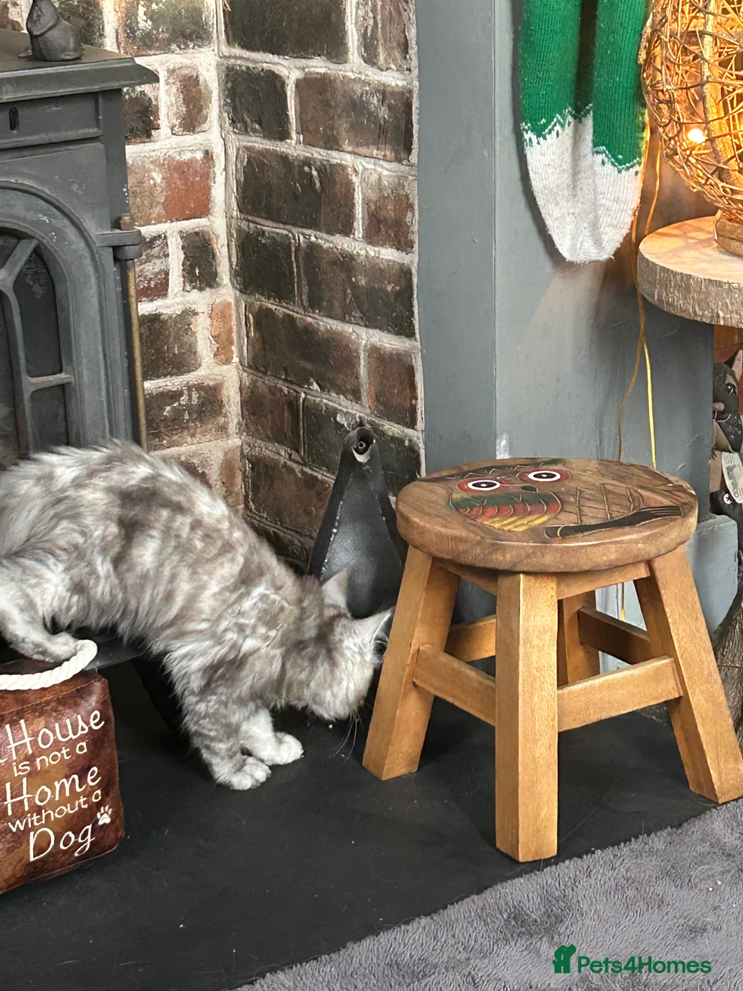 Maine Coon cats for sale: Tica Registered female Maine Coon kittens - Advert 18