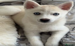Pomsky dogs for sale: Blue eyed pomsky  - Image 2