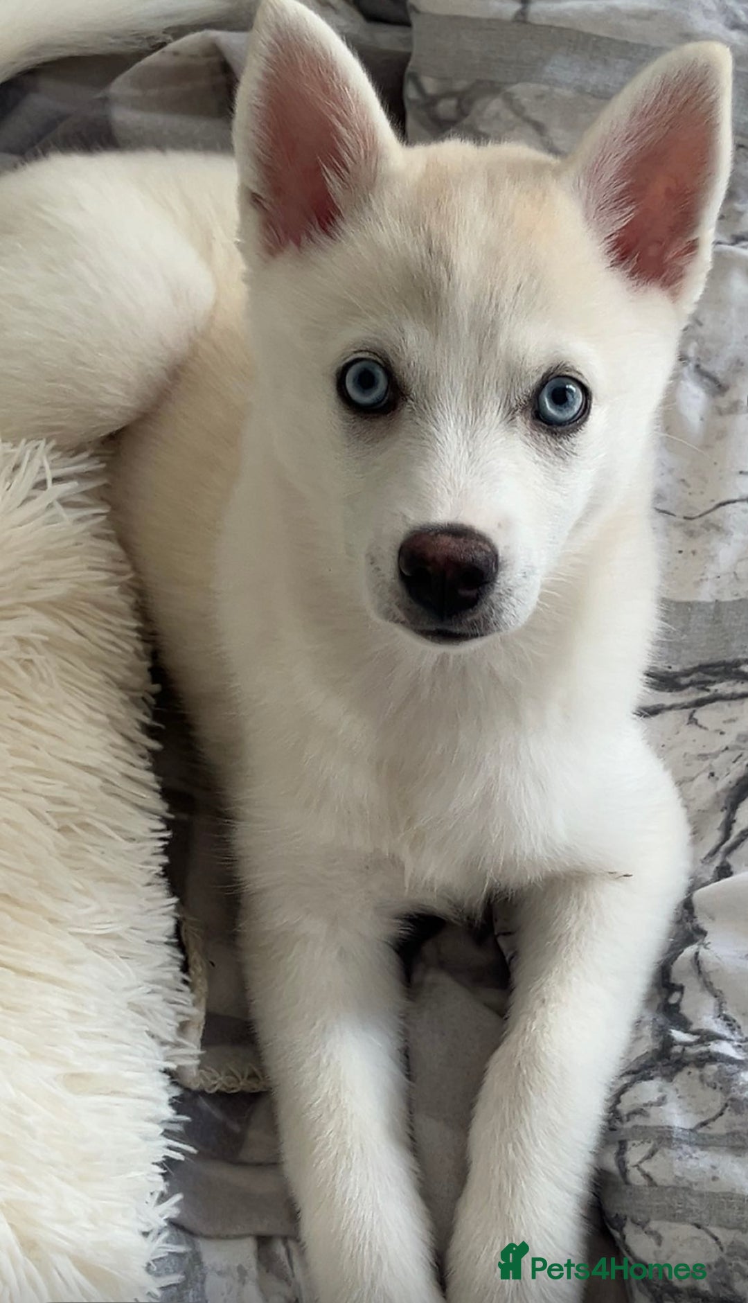 Pomsky dogs for sale: Blue eyed pomsky  - Image 2