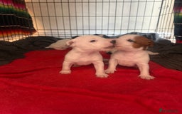 Jack Russell dogs for sale: Beautiful Jack Russell Litter - Image 7