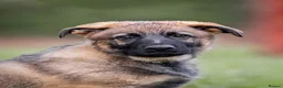 German Shepherd dogs for sale: Top Working Line KC GSD  - Advert 5