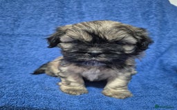 Mixed Breed dogs for sale: Chubby beautiful puppies - Image 5