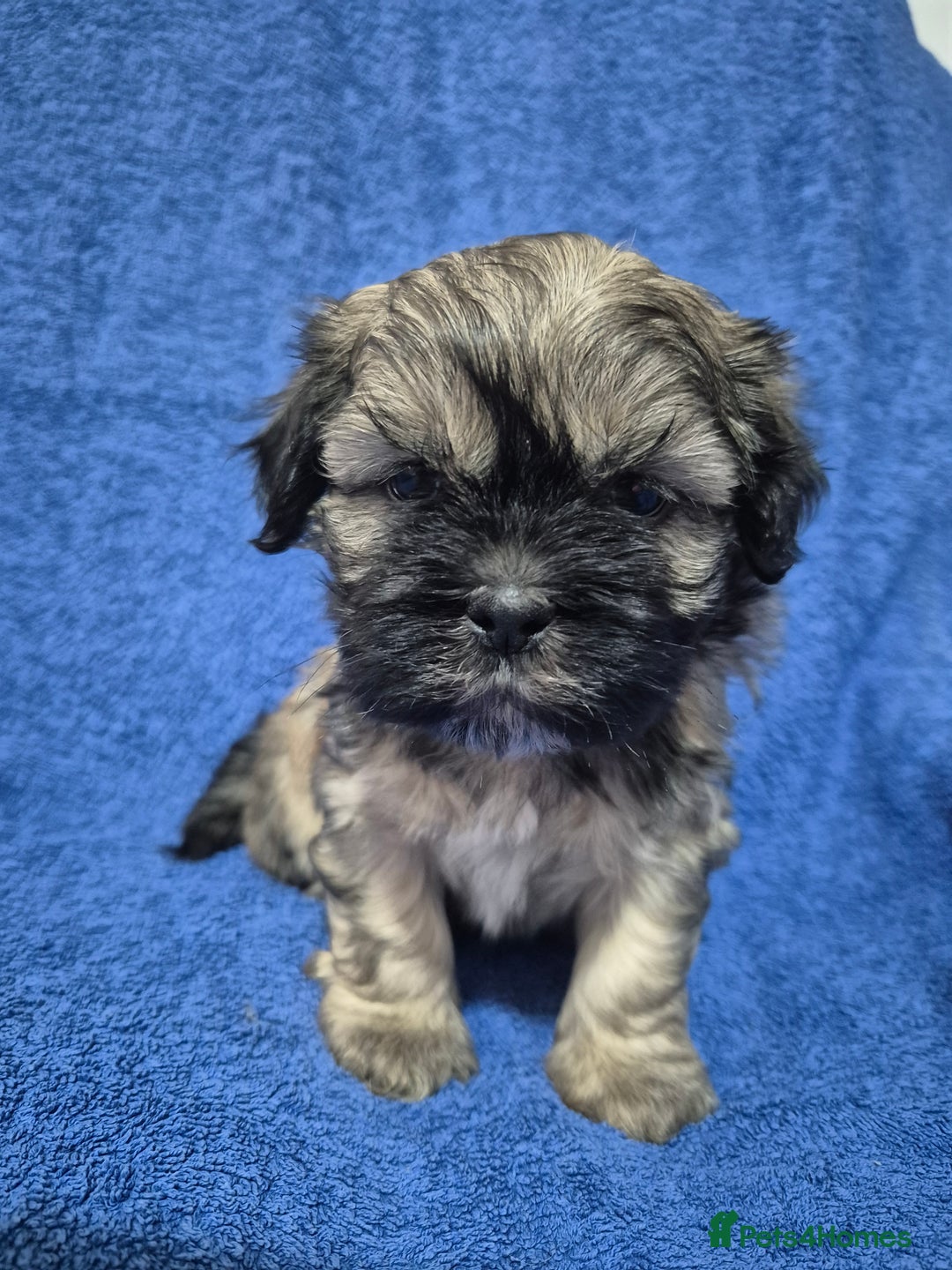 Mixed Breed dogs for sale: Chubby beautiful puppies - Image 5