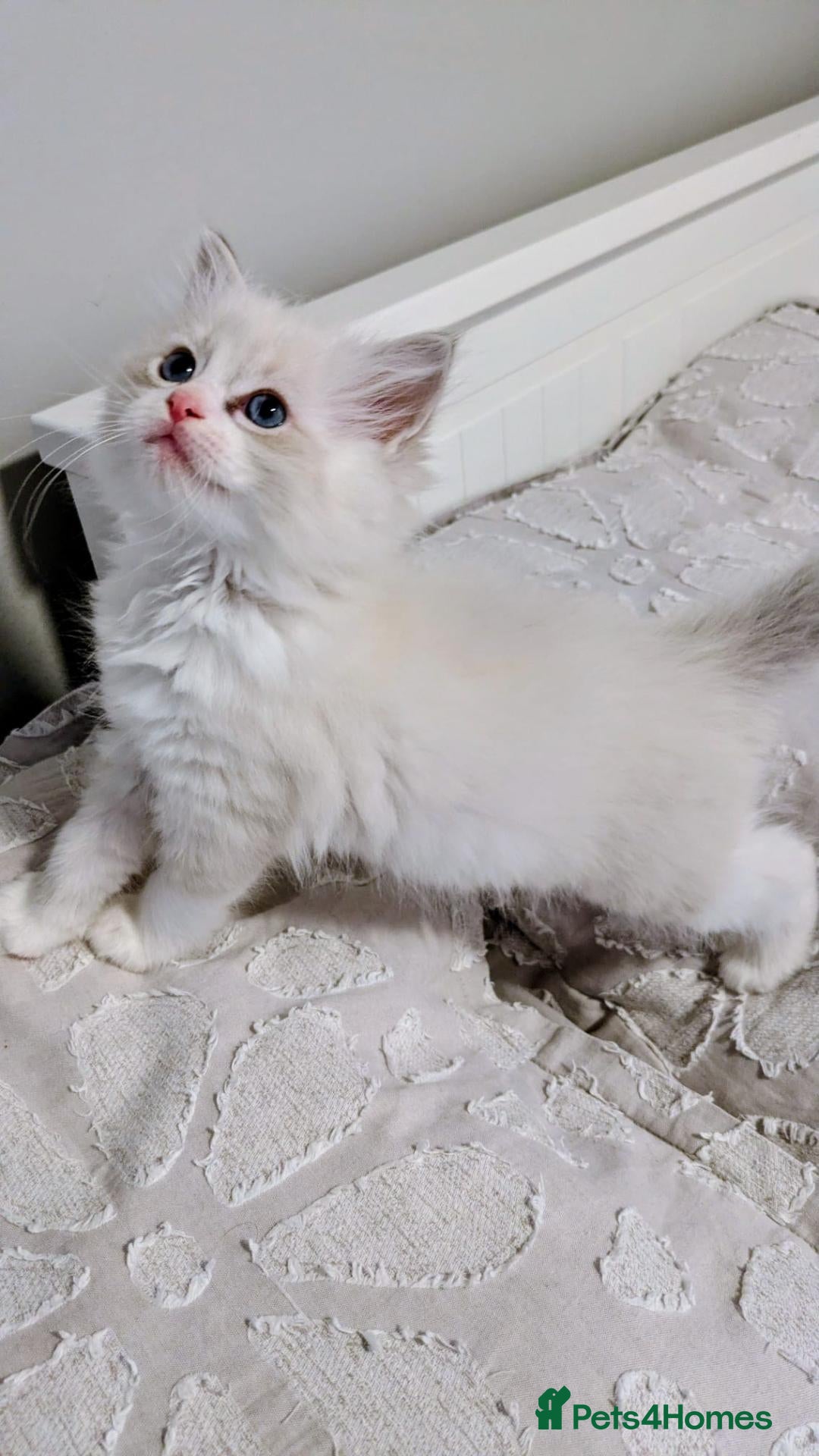 Ragdoll cats TICA Ragdoll Kittens – Blue Bicolour Boys & Girls - Advert 2