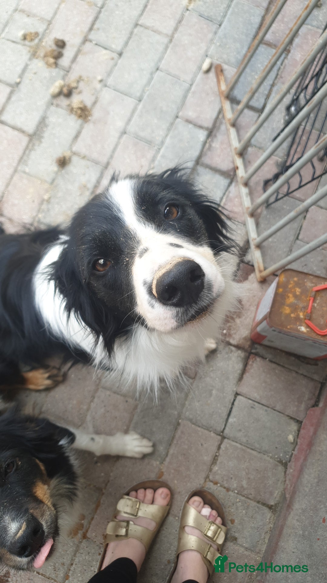 Border Collie dogs for sale: Male and female looking for loving home - Advert 10