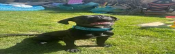 Cane Corso dogs for sale: Athena  in Bristol - Advert 3