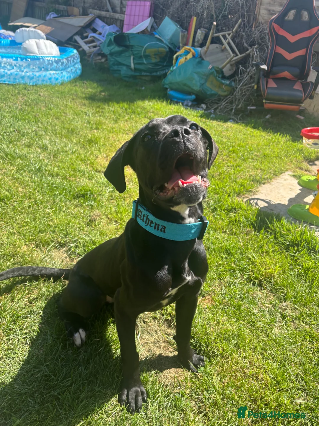 Cane Corso dogs for sale: Athena  in Bristol - Advert 3