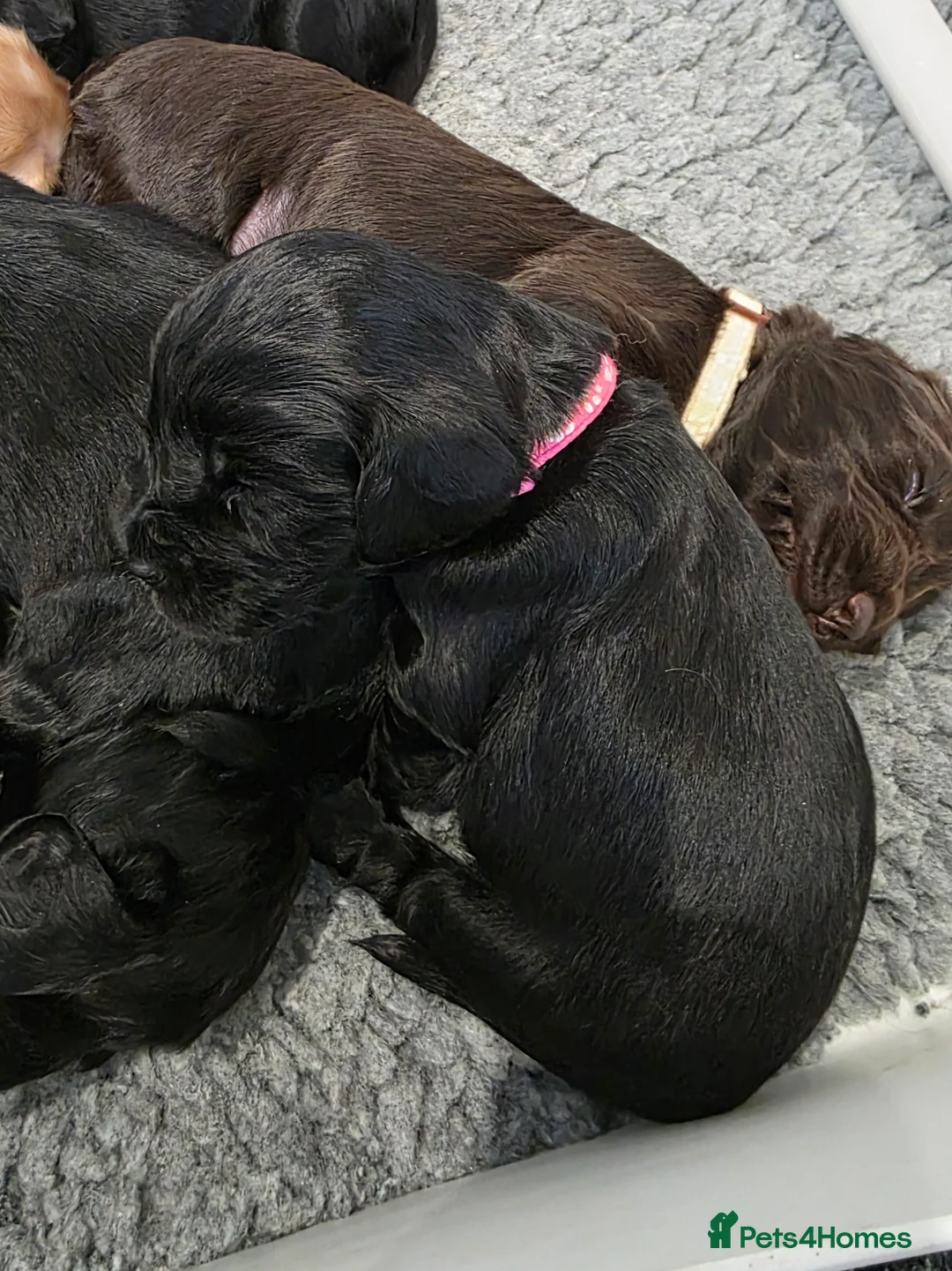 Cocker Spaniel dogs for sale: Cocker Spaniel Puppies For Sale - Advert 11