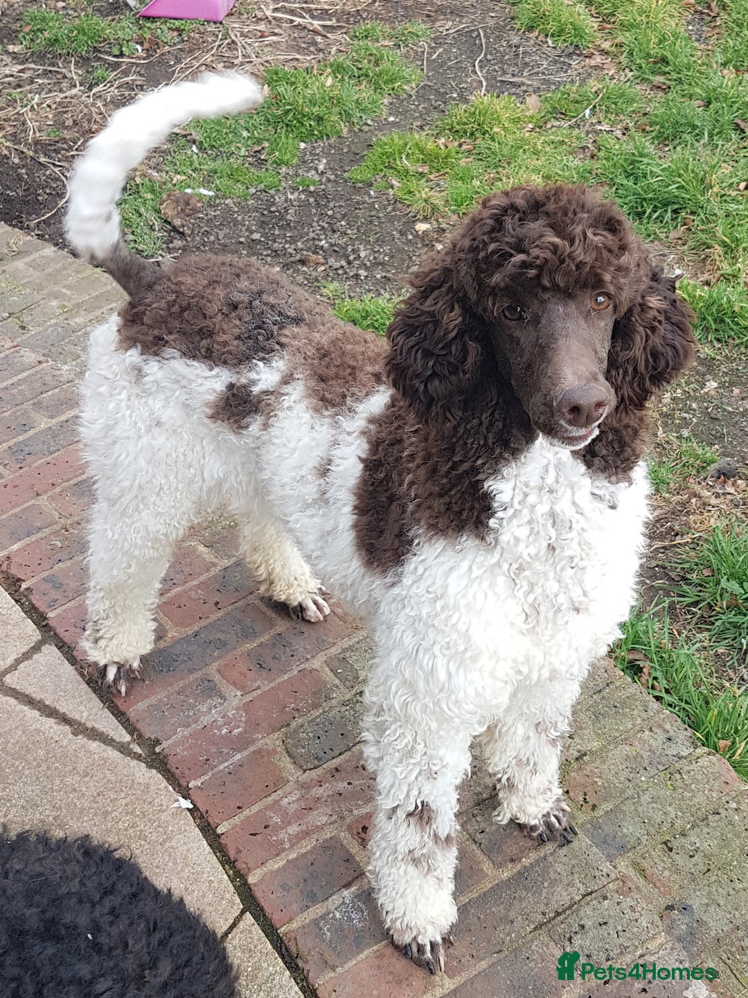Standard Poodle dogs for sale: KC Reg Chocolate parti Standard Poodle puppies - Image 16