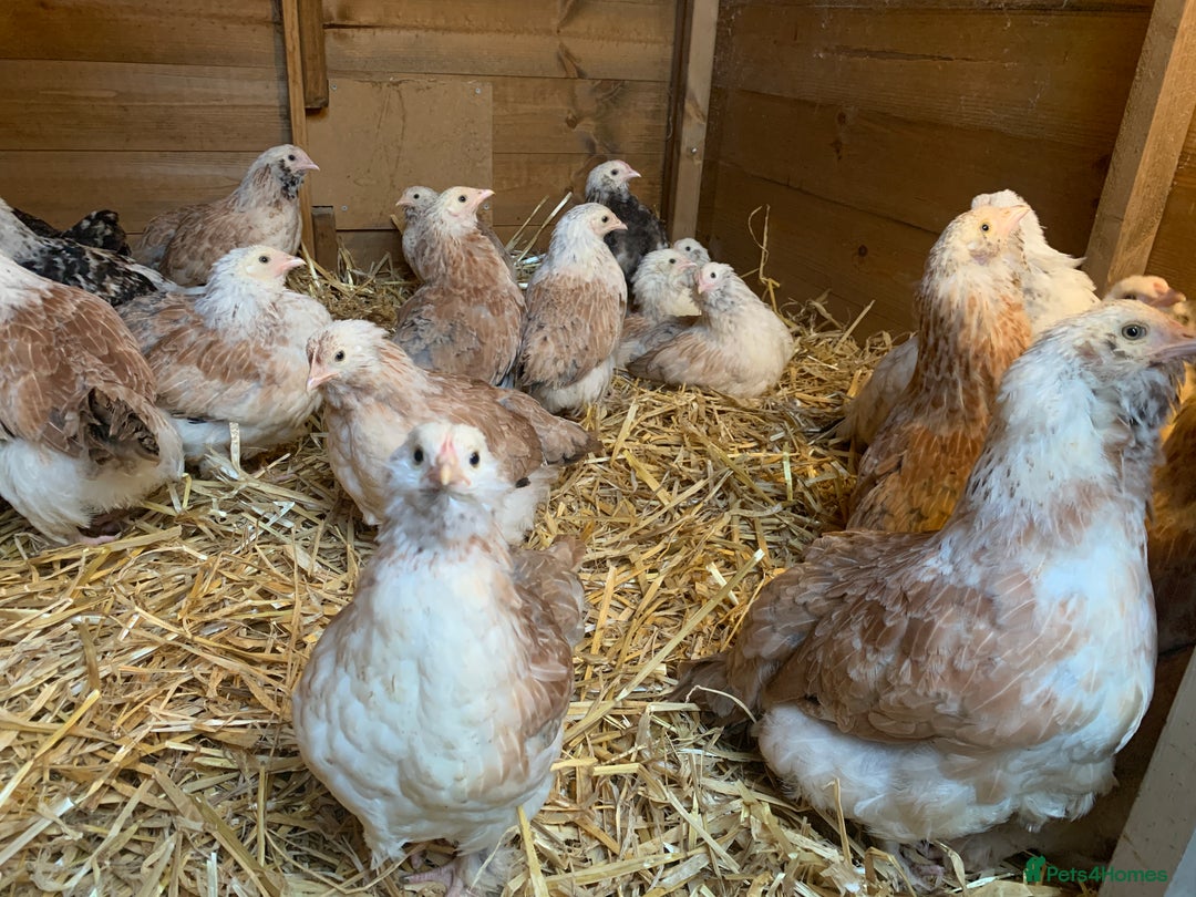 Chickens poultry for sale: Salmon Faverolle Hens - Advert 3