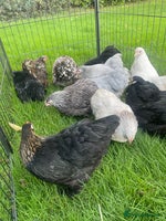 Chickens poultry - Advert 4