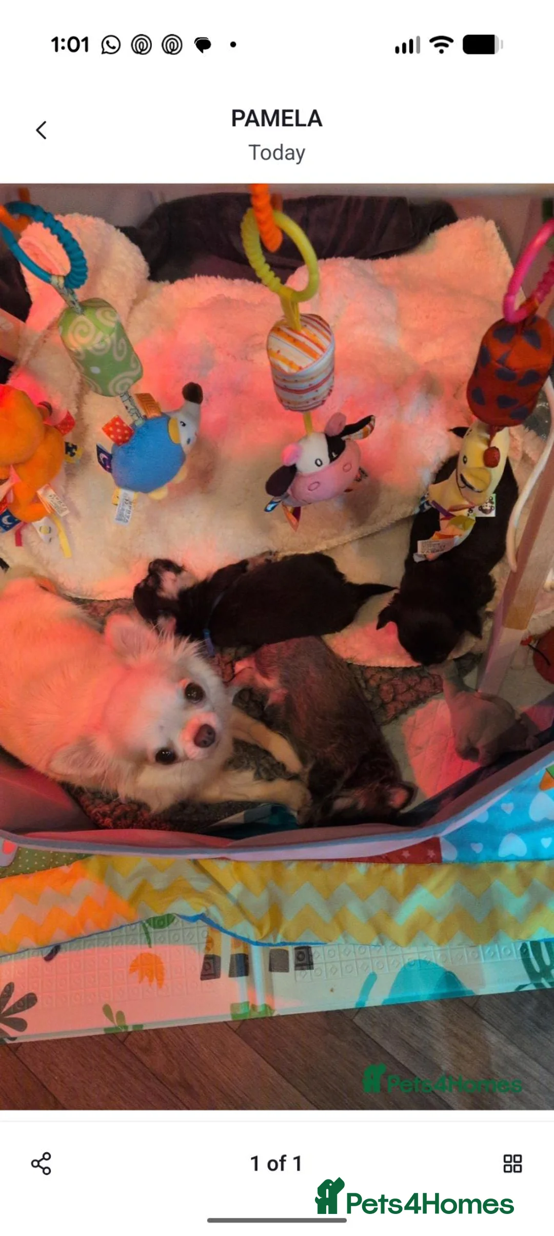 Chihuahua dogs for sale: 5⭐ KC reg Tiny long hair chihuahua  - Advert 2