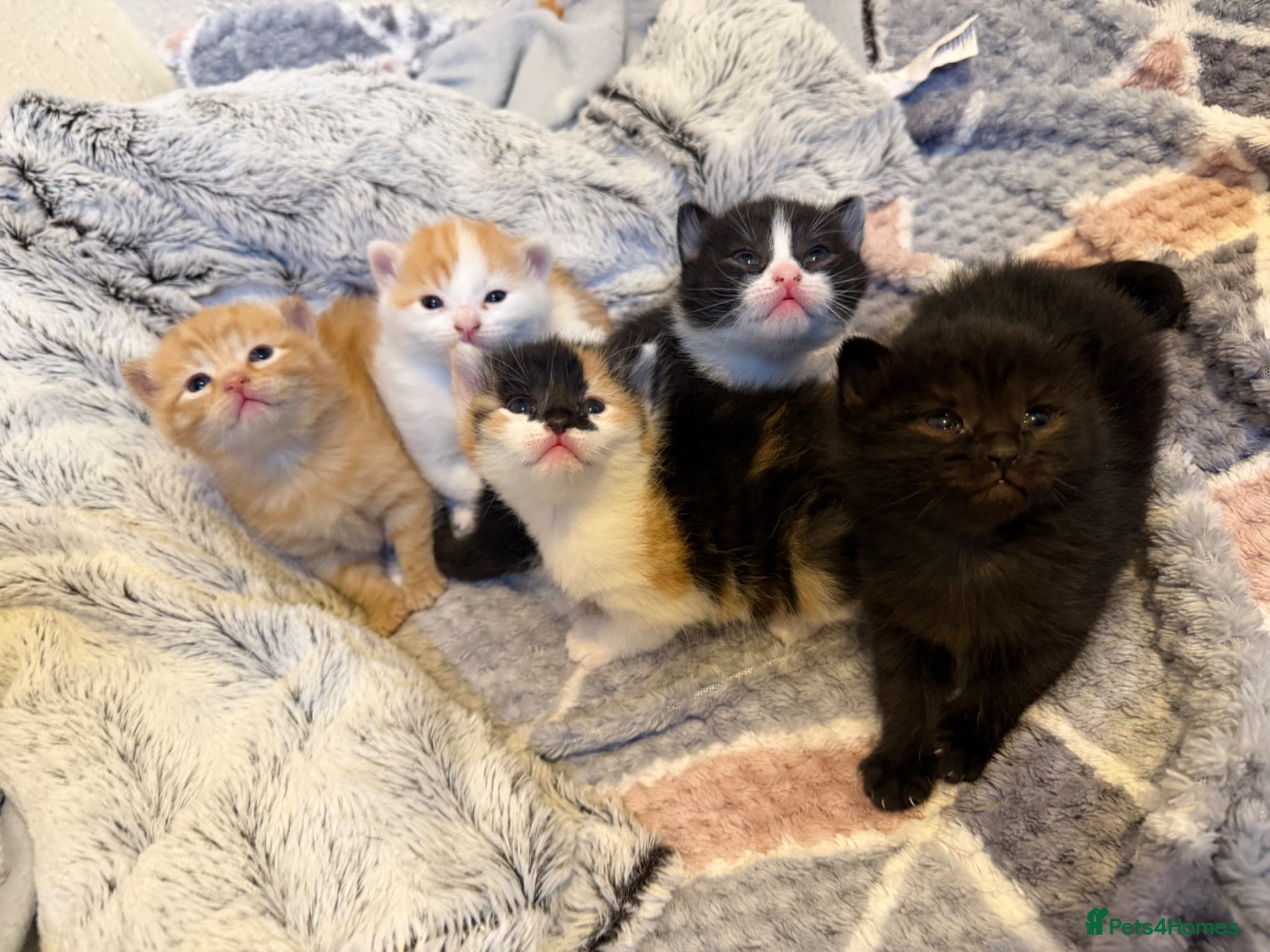 Domestic Shorthair cats Beautiful Kittens  - Advert 6