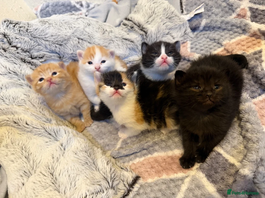 Domestic Shorthair cats for sale: Beautiful Kittens  - Advert 1