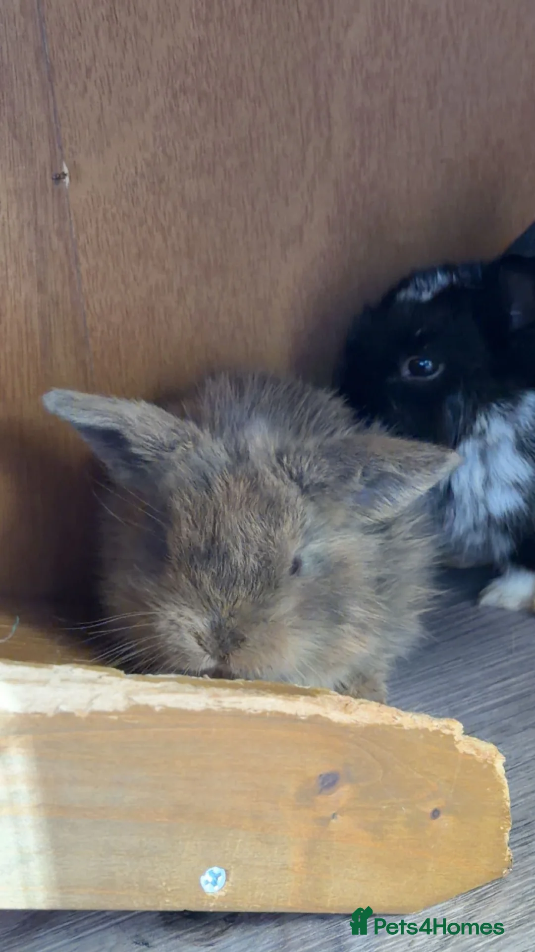 Mini Lop rabbits for sale: 8 beautiful multi colour mini lop babies - Advert 8