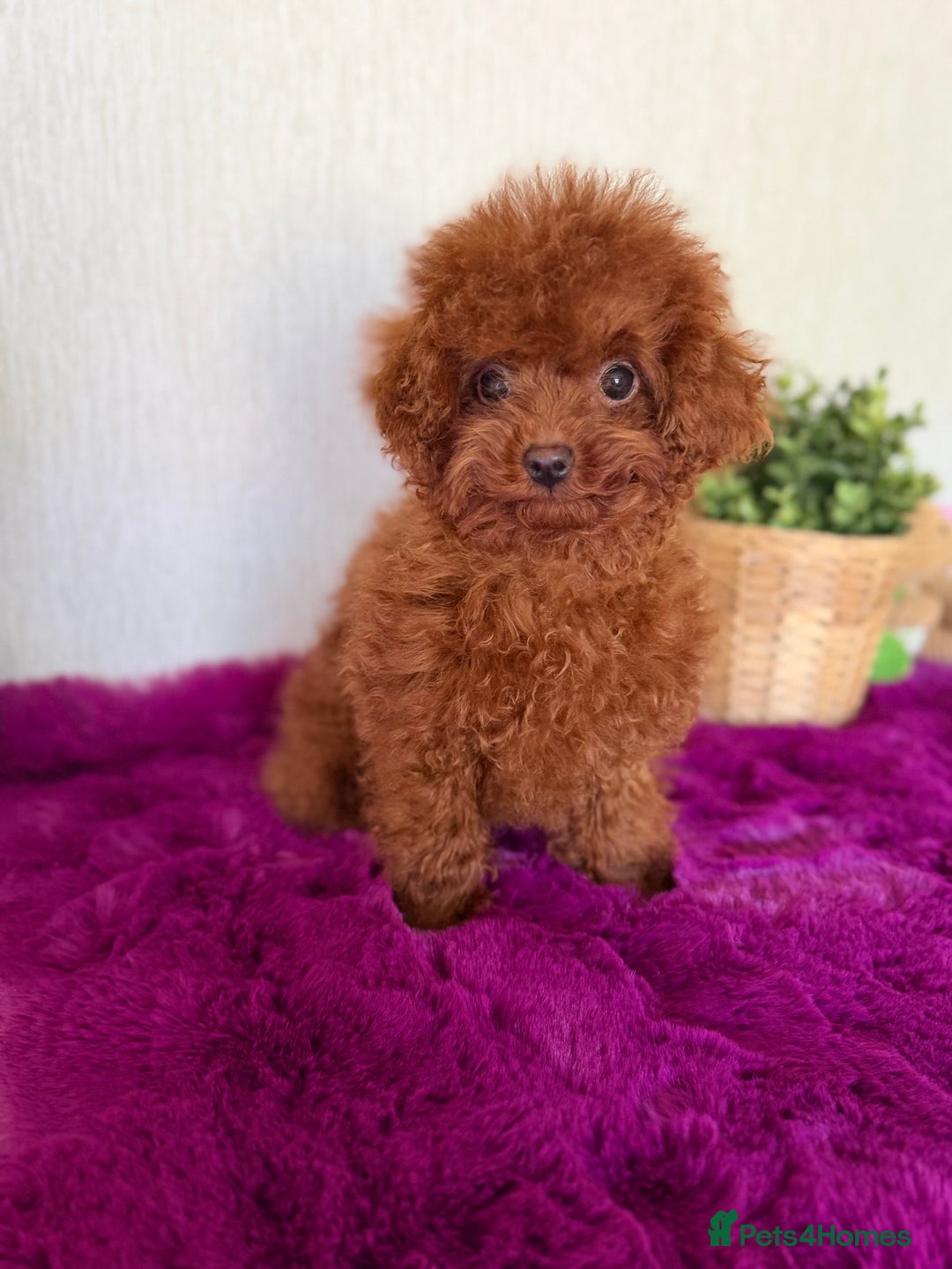 Poodle dogs for sale: Stunning Asian poodle boy for sale  - Advert 12