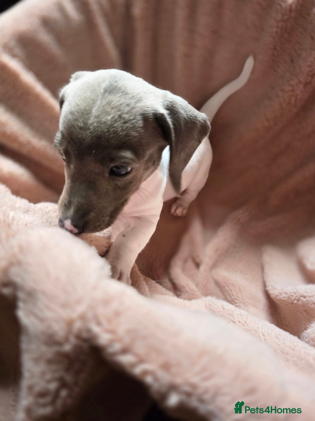Dachshund dogs for sale: KC Registered Shorthaired dachshunds  - Image 17