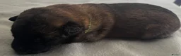 Belgian Shepherd Dog dogs for sale: Exceptional Belgian Malinois Puppies in Denbigh - Advert 26